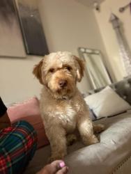 Reunited Male Dog last seen Westchester avenue y seabury ave, The Bronx, NY 10461