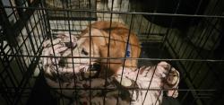 Found/Stray Male Dog last seen 26th, National City, CA 91950