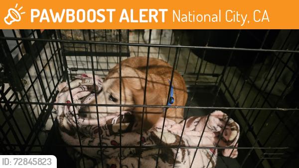 Found/Stray Male Dog last seen 26th, National City, CA 91950