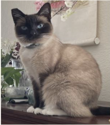 Lost Female Cat last seen windmill & eastern, Henderson, NV 89074