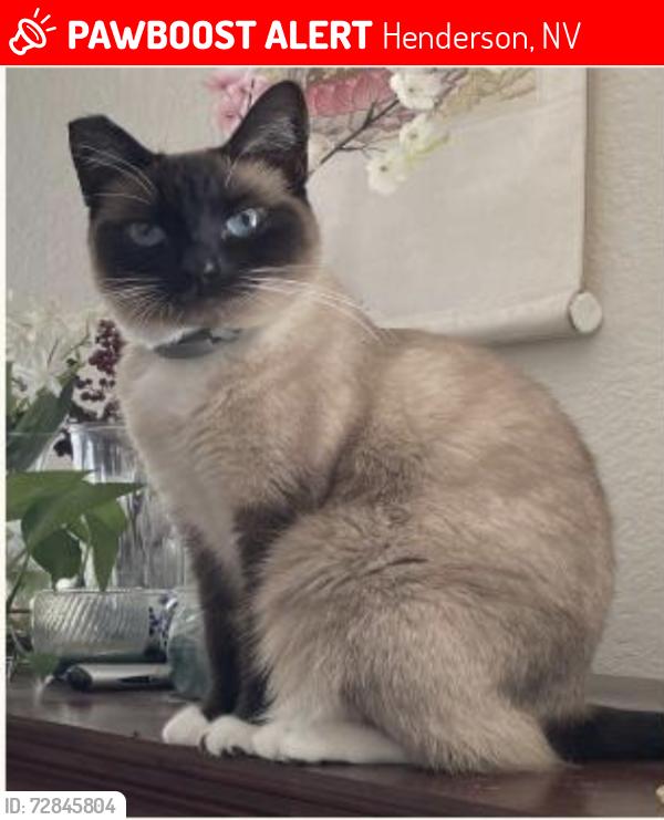 Lost Female Cat last seen windmill & eastern, Henderson, NV 89074