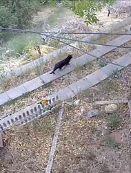 Found/Stray Unknown Cat last seen 4th st and washington ave. Golden, Golden, CO 80403
