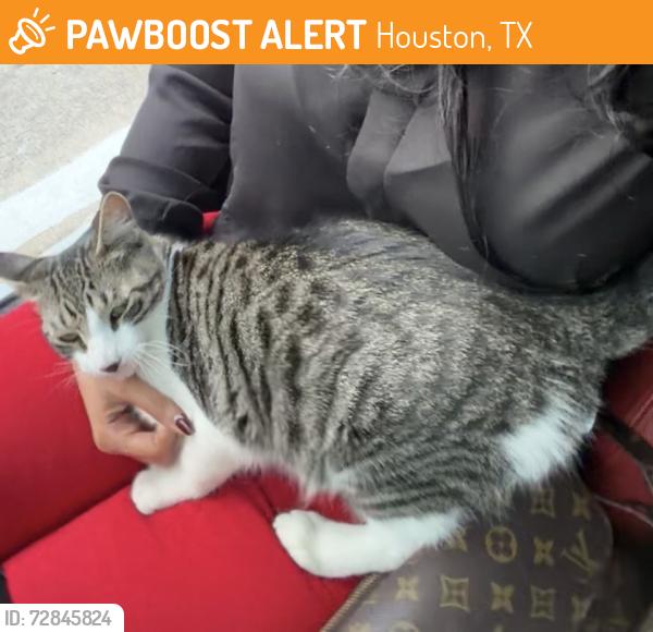Found/Stray Male Cat last seen Mills rd, Houston, TX 77070