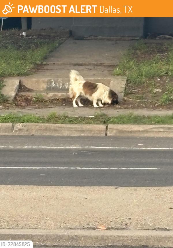 Found/Stray Male Dog last seen Marsalis , Dallas, TX 75216