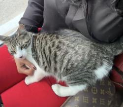 Found/Stray Male Cat last seen Mills rd, Houston, TX 77070