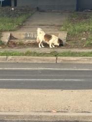 Found/Stray Male Dog last seen Marsalis , Dallas, TX 75216