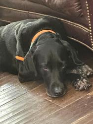 Lost Male Dog last seen Meigs county line, Kingston, TN 37763
