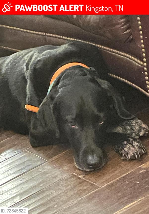 Lost Male Dog last seen Meigs county line, Kingston, TN 37763