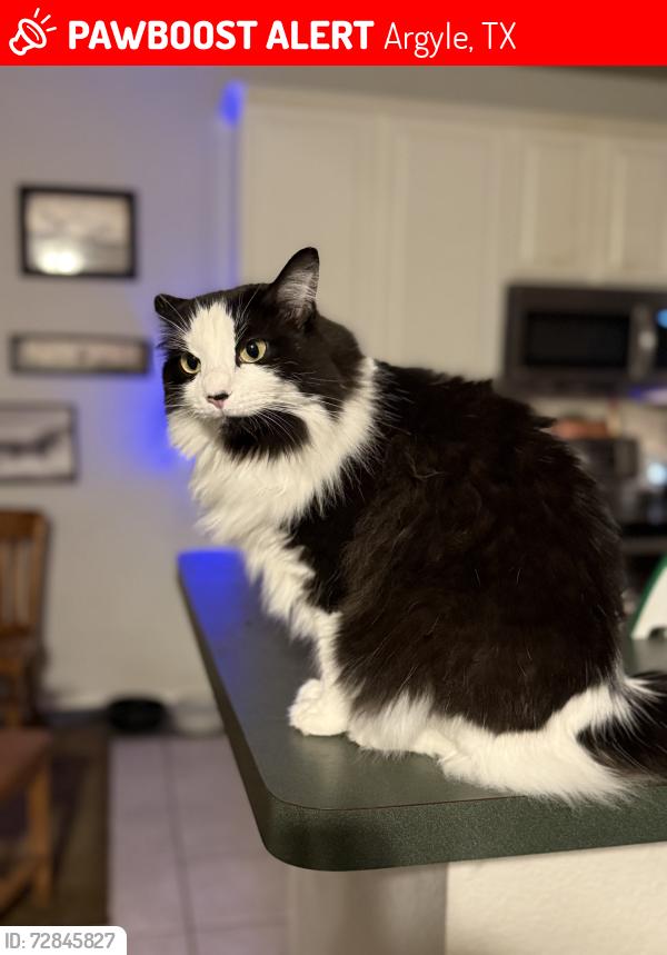 Lost Female Cat last seen Near & Chisholm Trail, Argyle, TX 76226