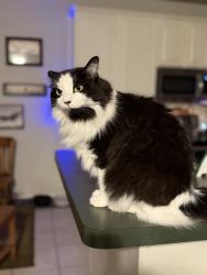 Lost Female Cat last seen Near & Chisholm Trail, Argyle, TX 76226