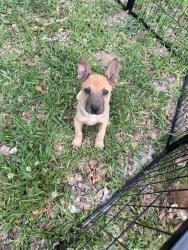 Found/Stray Unknown Dog last seen Peach Creek, New Caney, TX 77357