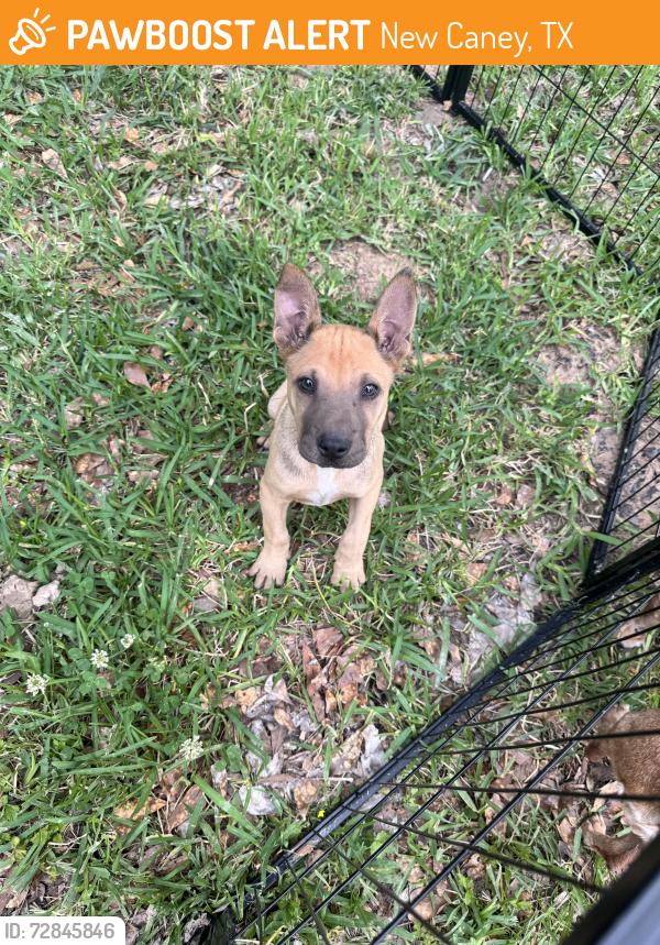 Found/Stray Unknown Dog last seen Peach Creek, New Caney, TX 77357