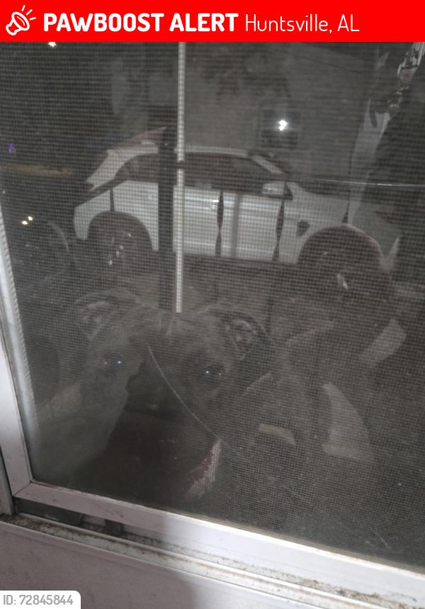 Lost Female Dog last seen Ashland, Fairacres, Berkley, Jordan Ln, Huntsville, AL 35805