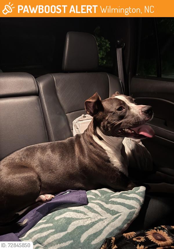 Found/Stray Female Dog last seen Lowe’s Foods Murrayville, Murrayville Rd., Wilmington, NC 28405