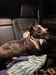 Found/Stray Female Dog last seen Lowe’s Foods Murrayville, Murrayville Rd., Wilmington, NC 28405
