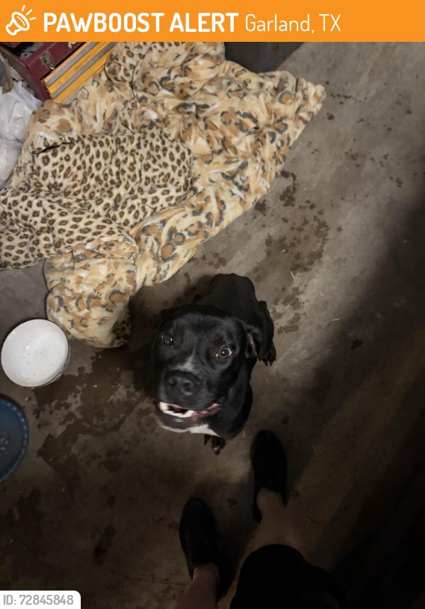Found/Stray Female Dog last seen back alley of street , Garland, TX 75042
