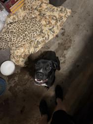 Found/Stray Female Dog last seen back alley of street , Garland, TX 75042