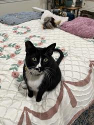 Lost Male Cat last seen Ricardo Drive, Aromas, Aromas, CA 95004