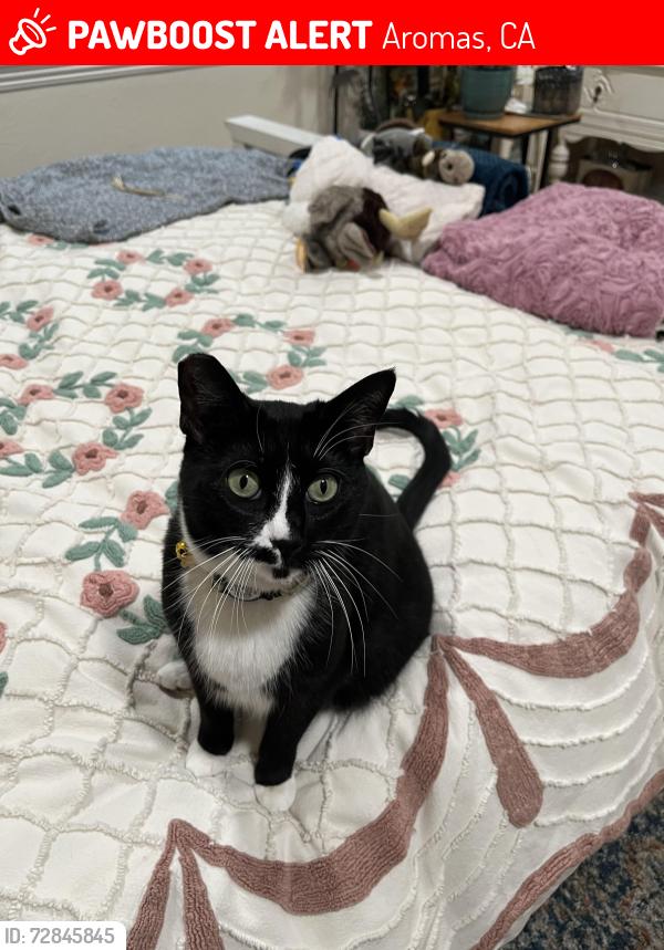 Lost Male Cat last seen Ricardo Drive, Aromas, Aromas, CA 95004