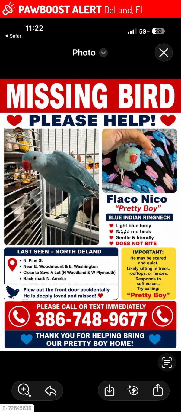 Lost Male Bird last seen E woodmount /E Washington , DeLand, FL 32724