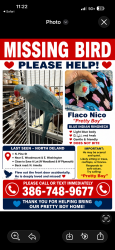 Lost Male Bird last seen E woodmount /E Washington , DeLand, FL 32724