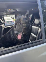 Found/Stray Female Dog last seen Yakima ave, dairy queen, Yakima, WA 98902