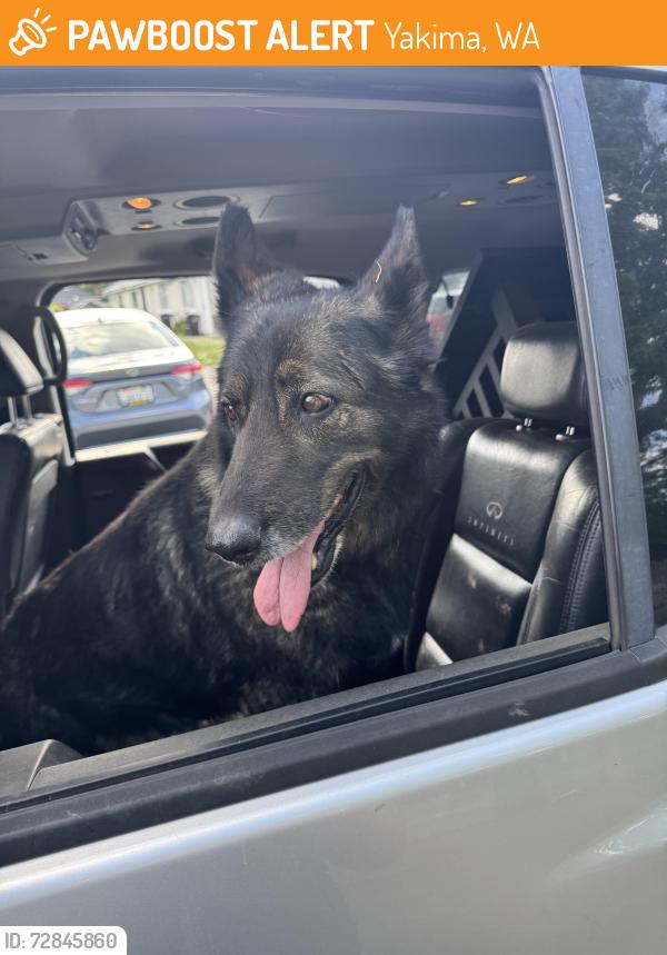 Found/Stray Female Dog last seen Yakima ave, dairy queen, Yakima, WA 98902