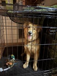 Found/Stray Unknown Dog last seen Penn and 41st, Oklahoma City, OK 73119