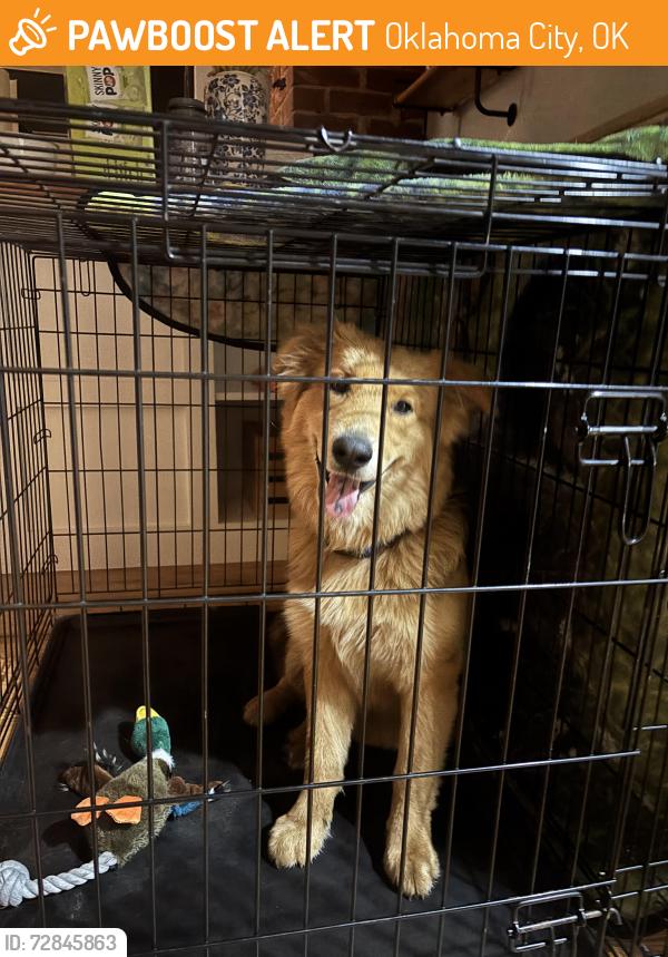 Found/Stray Unknown Dog last seen Penn and 41st, Oklahoma City, OK 73119