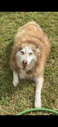 Lost Female Dog last seen No , Brownsville, TX 78521