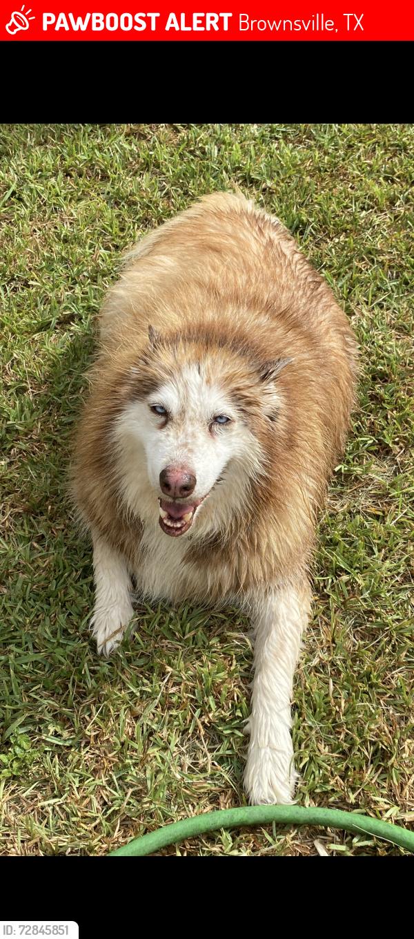 Lost Female Dog last seen No , Brownsville, TX 78521