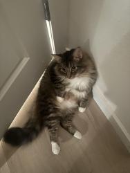 Lost Male Cat last seen Near Walmart and hi boba plaza, Port Orange, FL 32129