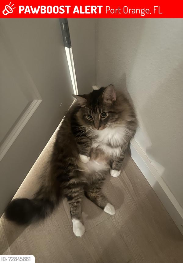 Lost Male Cat last seen Near Walmart and hi boba plaza, Port Orange, FL 32129