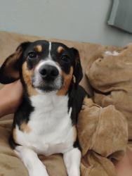 Lost Female Dog last seen Right in front of the hse , Lubbock, TX 79416