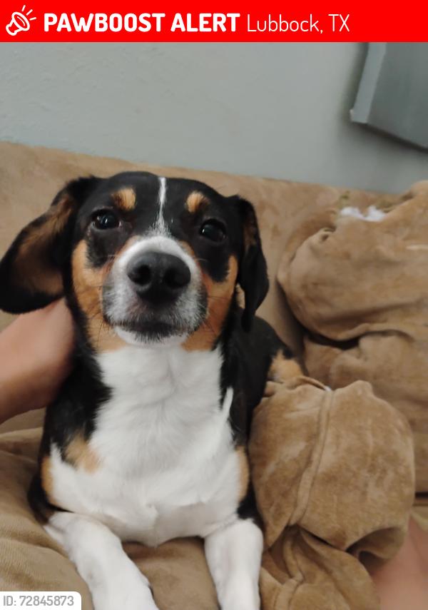 Lost Female Dog last seen Right in front of the hse , Lubbock, TX 79416