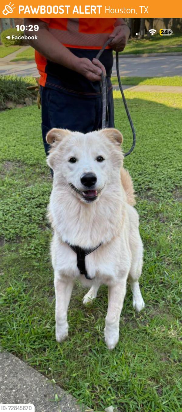 Found/Stray Male Dog last seen Palace Pines Dr, Houston, TX 77339