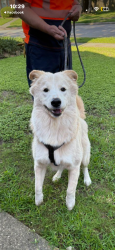 Found/Stray Male Dog last seen Palace Pines Dr, Houston, TX 77339