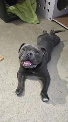 Found/Stray Male Dog last seen Meyers St Riverside , Riverside, CA 92504