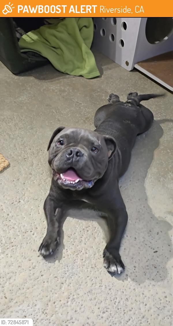 Found/Stray Male Dog last seen Meyers St Riverside , Riverside, CA 92504