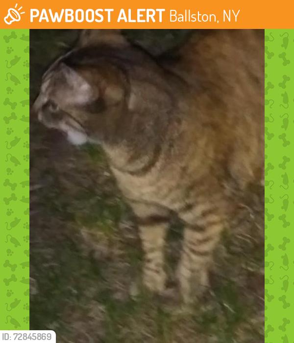 Found/Stray Unknown Cat last seen BSNB Bank Ballston Spa, NY 12020, Ballston, NY 12020