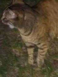 Found/Stray Unknown Cat last seen BSNB Bank Ballston Spa, NY 12020, Ballston, NY 12020