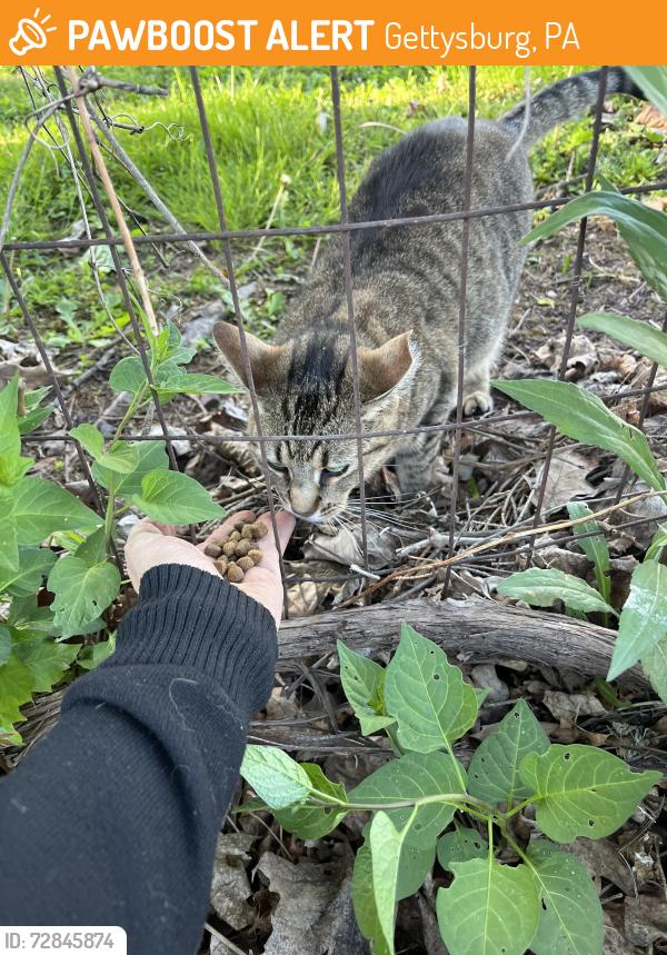 Found/Stray Unknown Cat last seen Near 229 Stratton St, Gettysburg, PA 17325