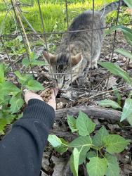 Found/Stray Unknown Cat last seen Near 229 Stratton St, Gettysburg, PA 17325