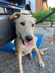 Found/Stray Male Dog last seen Near N Bowen Rd, Arlington, TX 76012, Arlington, TX 76013