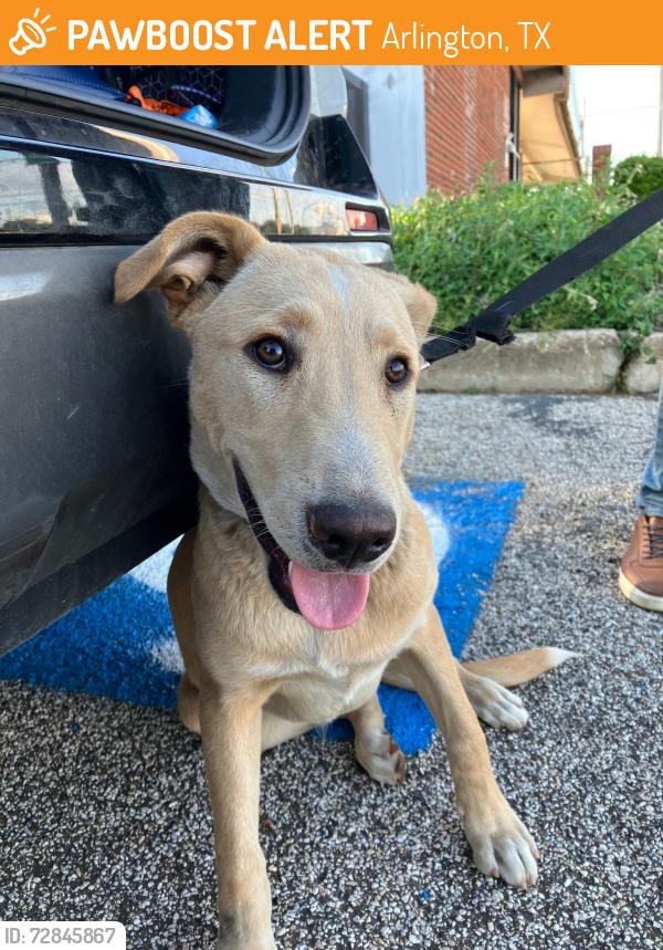Found/Stray Male Dog last seen Near N Bowen Rd, Arlington, TX 76012, Arlington, TX 76013