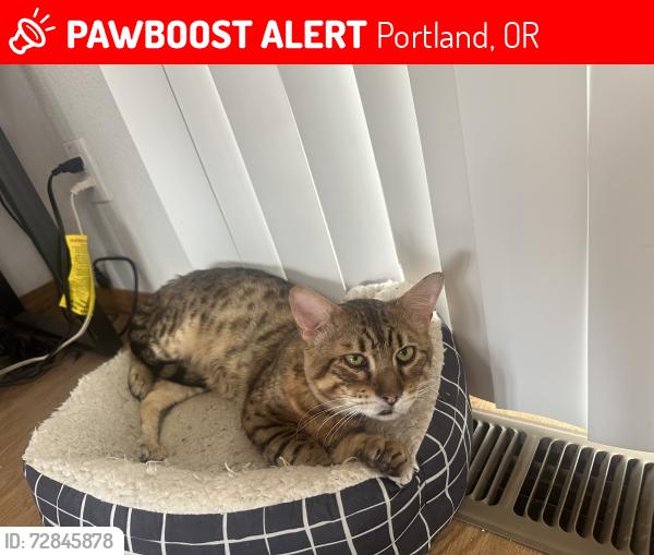 Lost Male Cat last seen Se 92nd Ave, Division st, Portland, OR 97216