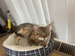 Lost Male Cat last seen Se 92nd Ave, Division st, Portland, OR 97216