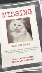 Lost Female Cat last seen East north street , Greensburg, IN 47240