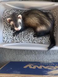Lost Male Ferret last seen Sw 18th street and 441/state road 7, Boca Raton, FL 33428