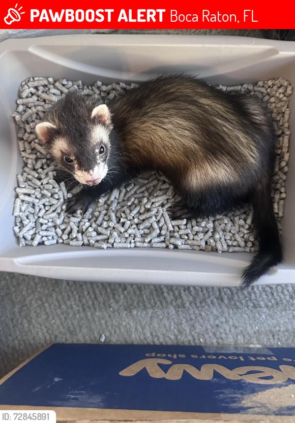 Lost Male Ferret last seen Sw 18th street and 441/state road 7, Boca Raton, FL 33428